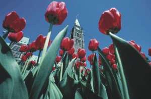Red tulips highlight the Peace Tower.