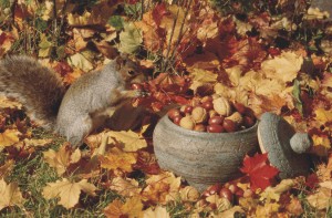 Parmi des feuilles mortes, un écureuil prend des noix d’un pot plein de noix.